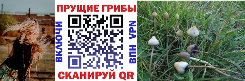 Псилоцибиновые грибы мицелий  где найти наркотики  Приморск 